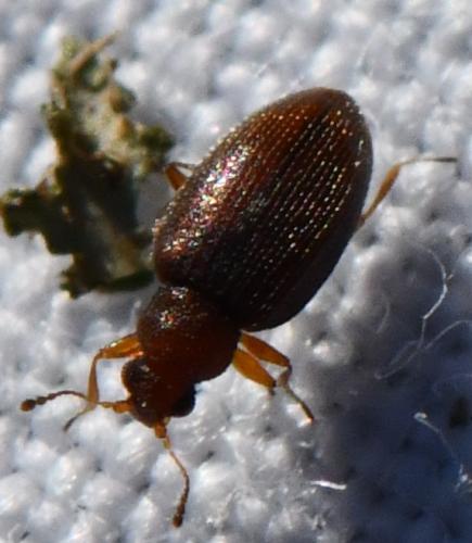 Réf. 318 065 : Corticariinae inconnu
